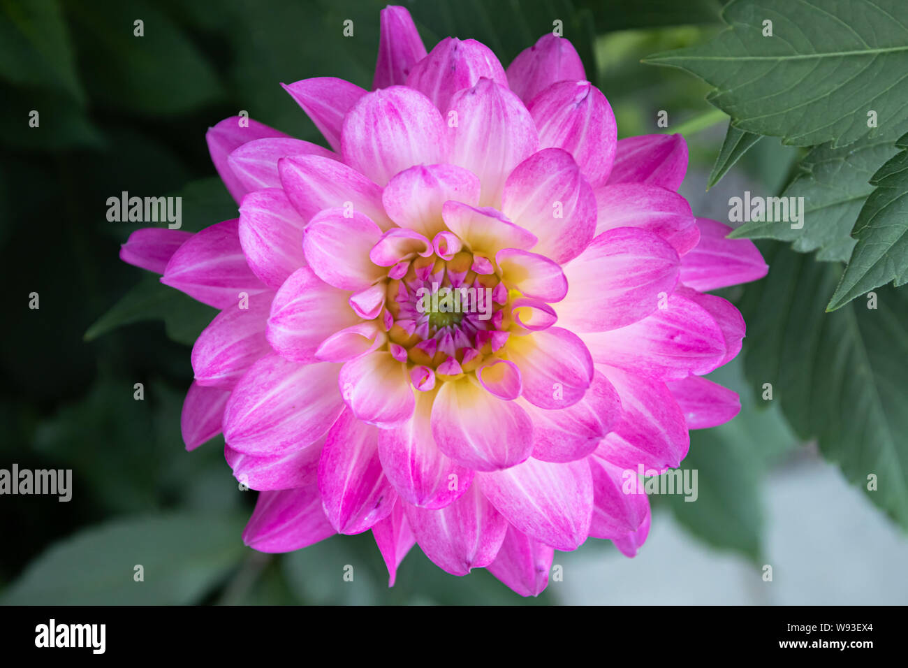 Bitsy Dahlia High Resolution Stock Photography and Images - Alamy