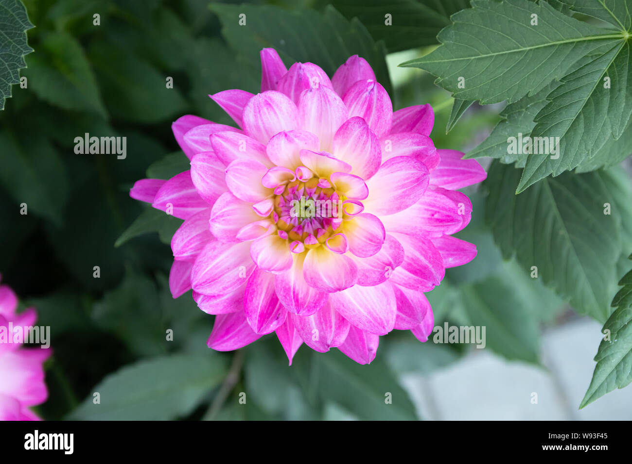 Beautiful pink dahlia Bitsy flower in summer garden Stock Photo