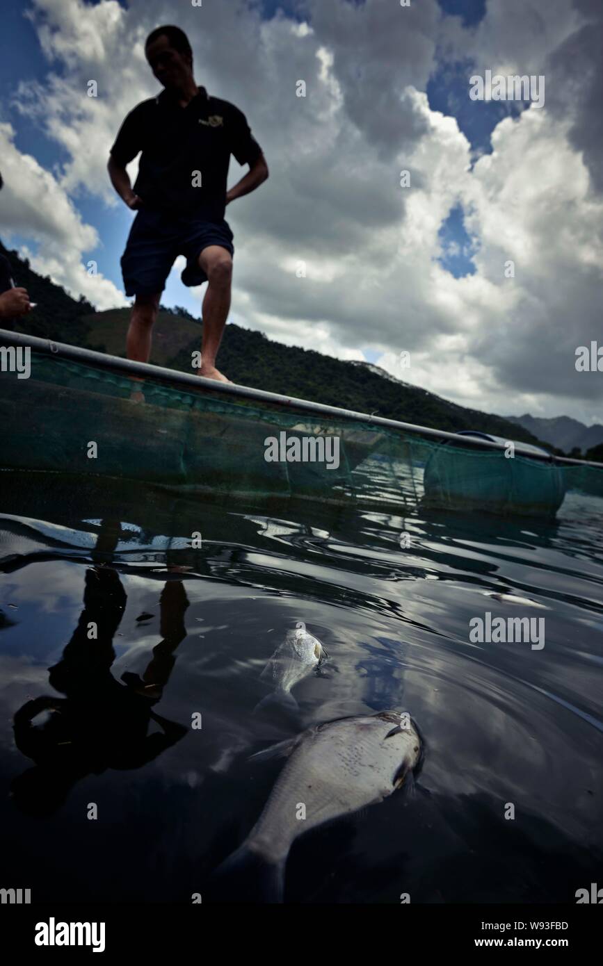 A local Chinese villager looks at dead fish floating on the Hejiang River, which is polluted by dangerous chemicals thallium and cadmium, in Hezhou ci Stock Photo