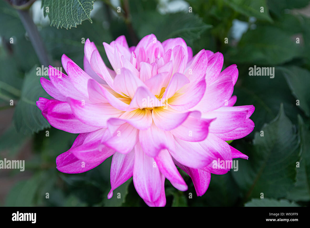 Beautiful pink dahlia Bitsy flower in summer garden Stock Photo