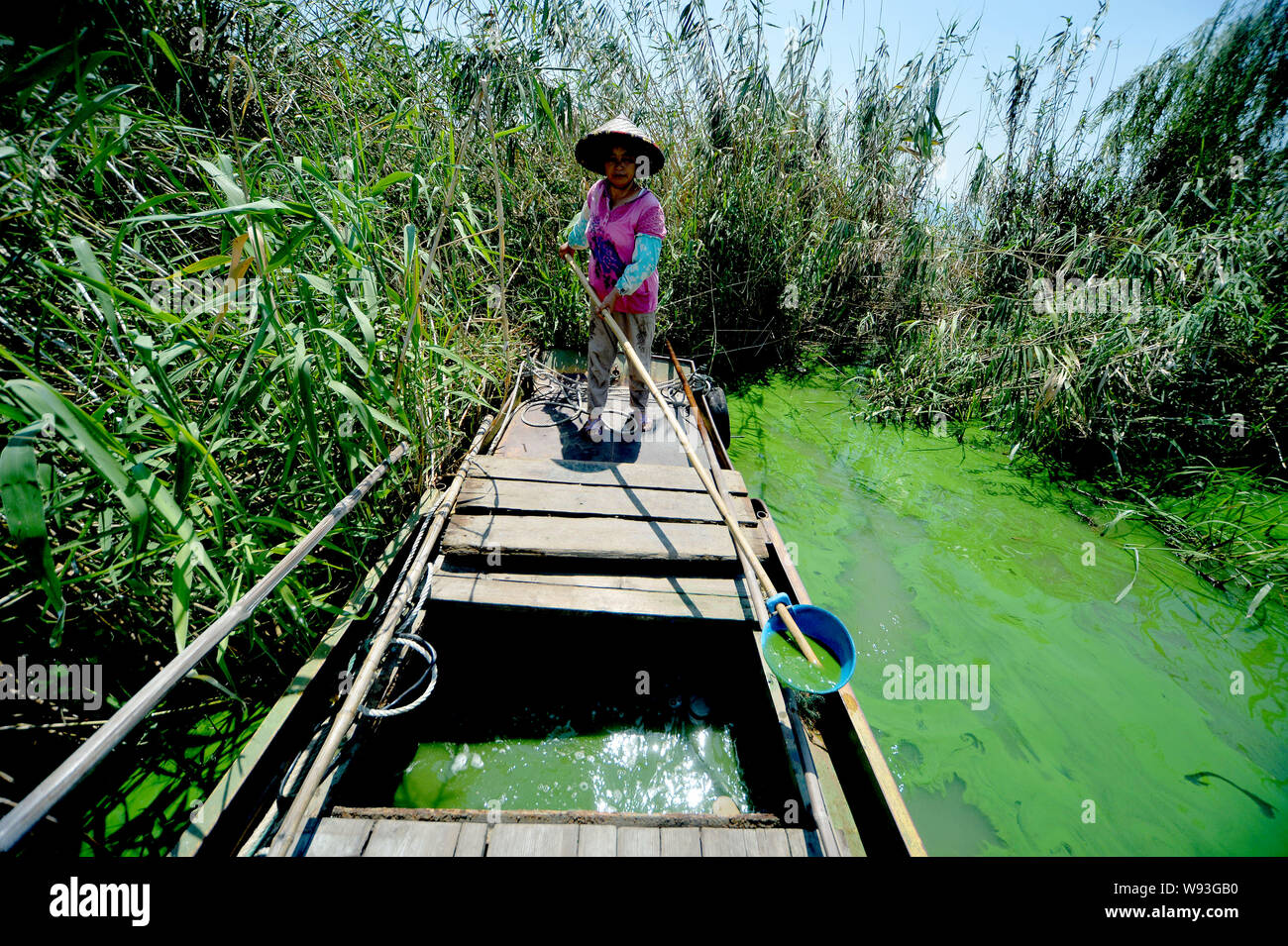 A Chinese worker clears blue-green algae on a boat in the green water of Taihu Lake in Changzhou city, east Chinas Jiangsu province, 17 August 2013. Stock Photo