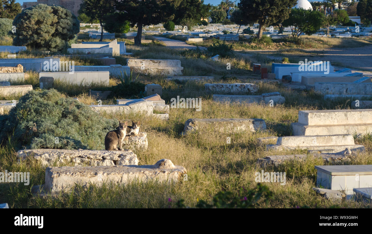 Sidi El Mezeri cemetery in Monastir, Tunisia. Beautiful scenery - a cat sitting on the grave on the muslim cemetery Stock Photo