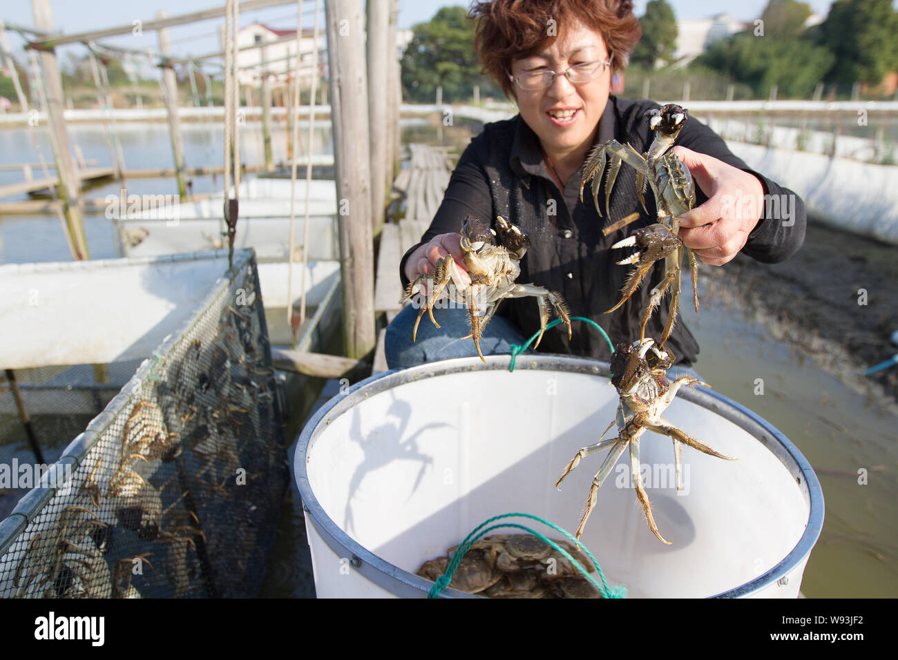 --FILE--A Chinese farmer checks hairy crabs at her crab farm in Taihu ...