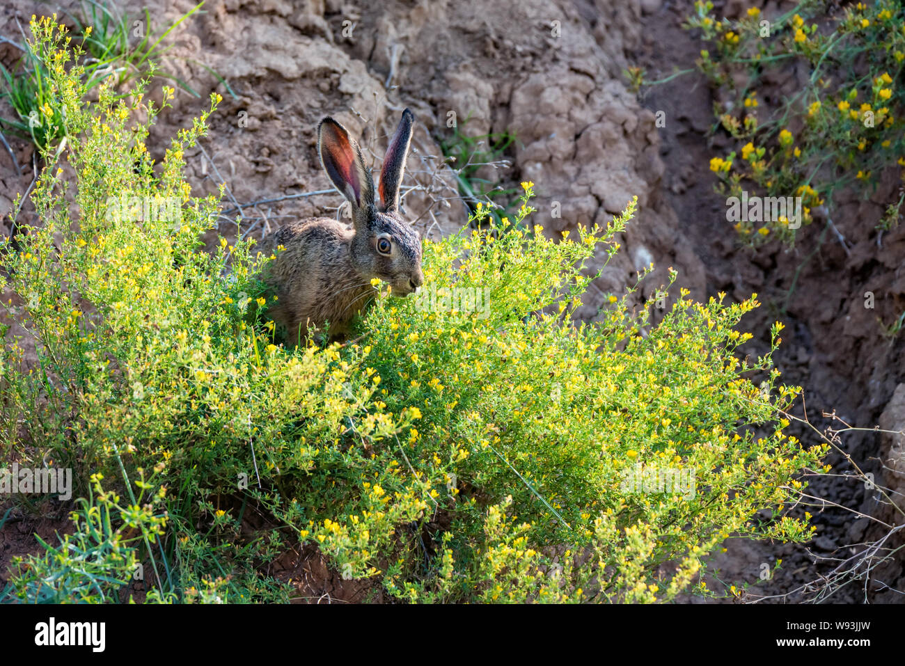 Brown rabbit leaping hi-res stock photography and images - Alamy