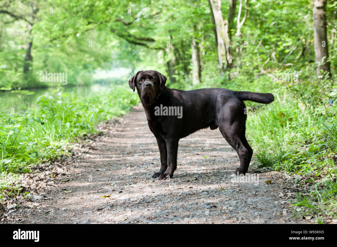 Chocolate Labrador Retriever on Basingstoke Canal Footpath Stock Photo