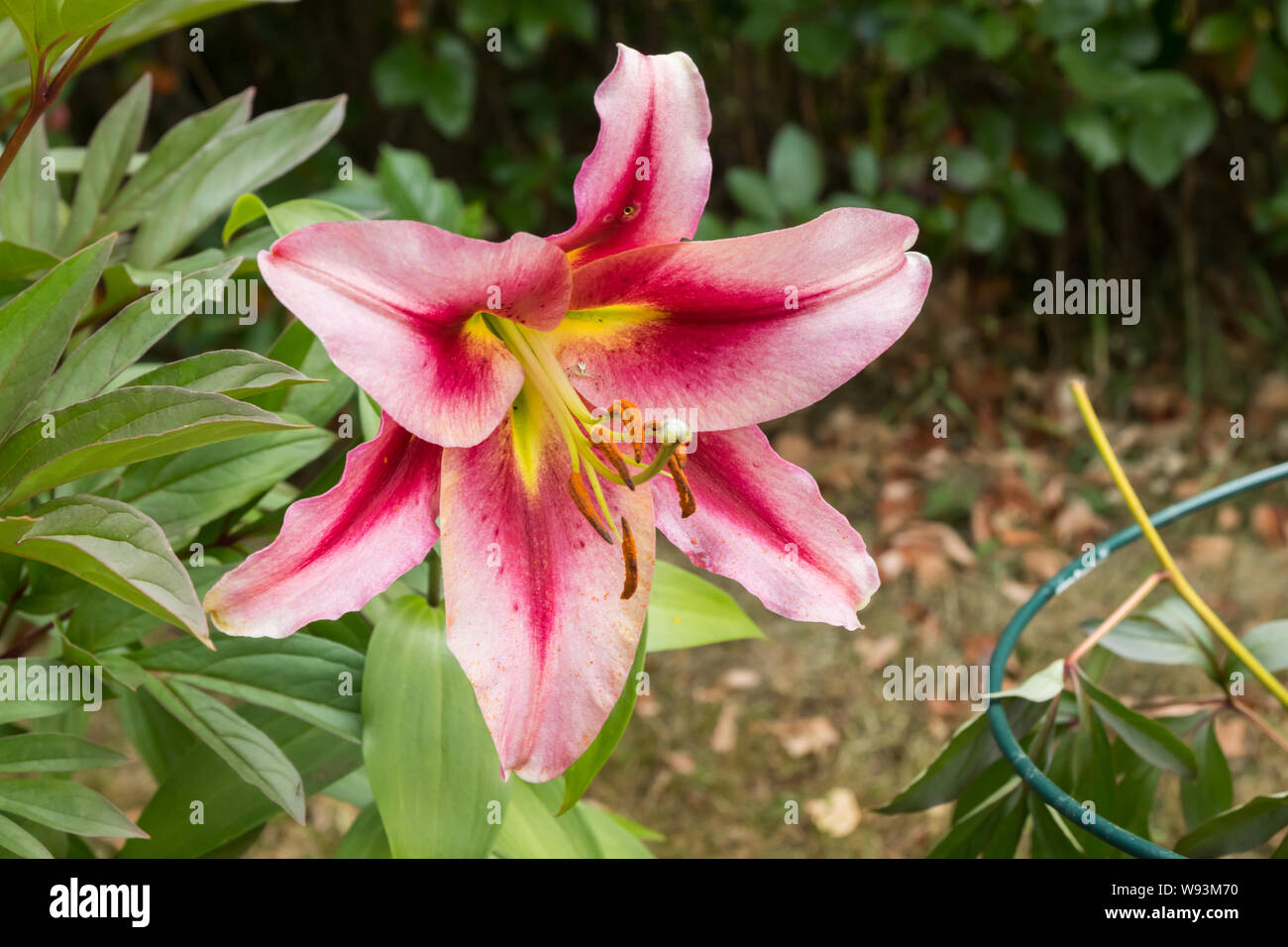 Oriental trumpet lily hybrid hires stock photography and images Alamy