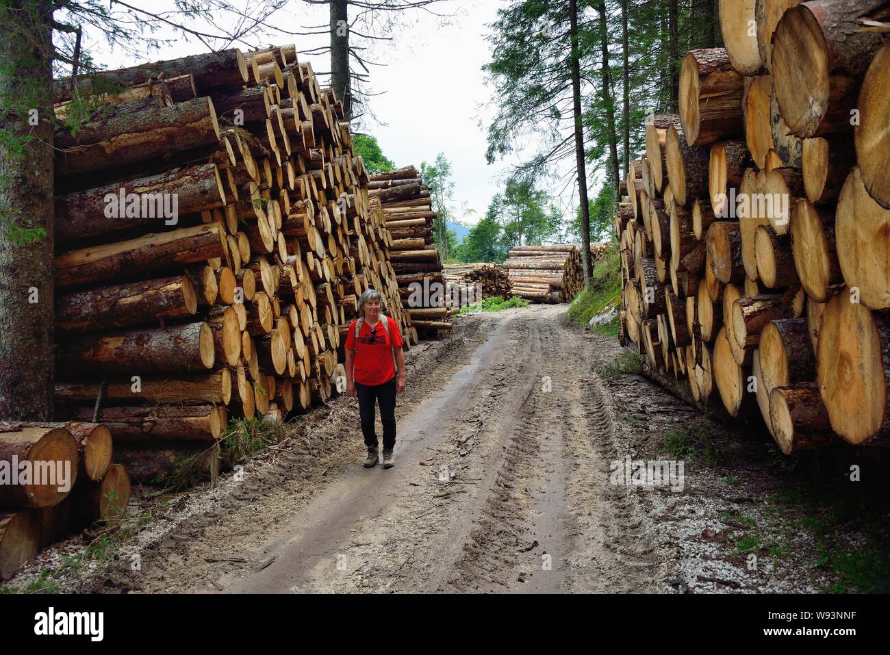 Asiago plateau, Mounr Zebio, Veneto, Italy. It was October 29th last year,  when the Vaia storm hit millions of trees between Veneto, Friuli and  Trentino. . After a year, work continues to, image size:1300x957