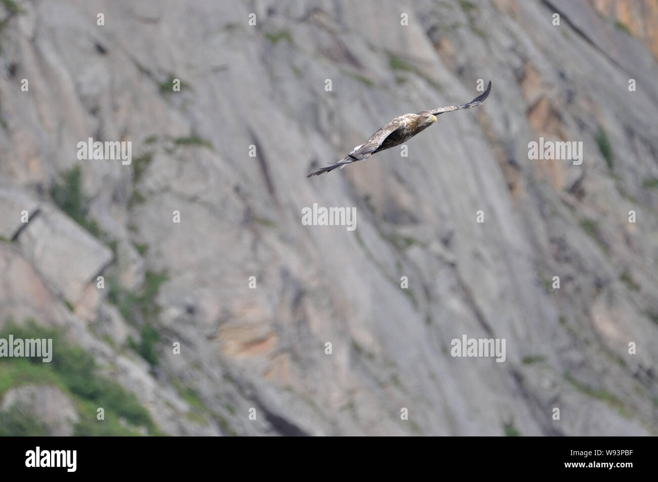 Fliegender Seeadler (Haliaeetus albicilla) bei Henningsvær in Norwegen auf den Lofoten. Diesen majestätische Raubvogel in freier Wildbahn zu erleben, Stock Photo