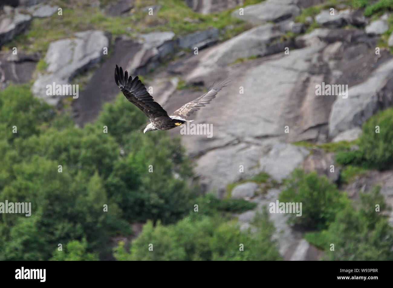 Fliegender Seeadler (Haliaeetus albicilla) bei Henningsvær in Norwegen auf den Lofoten. Diesen majestätische Raubvogel in freier Wildbahn zu erleben, Stock Photo