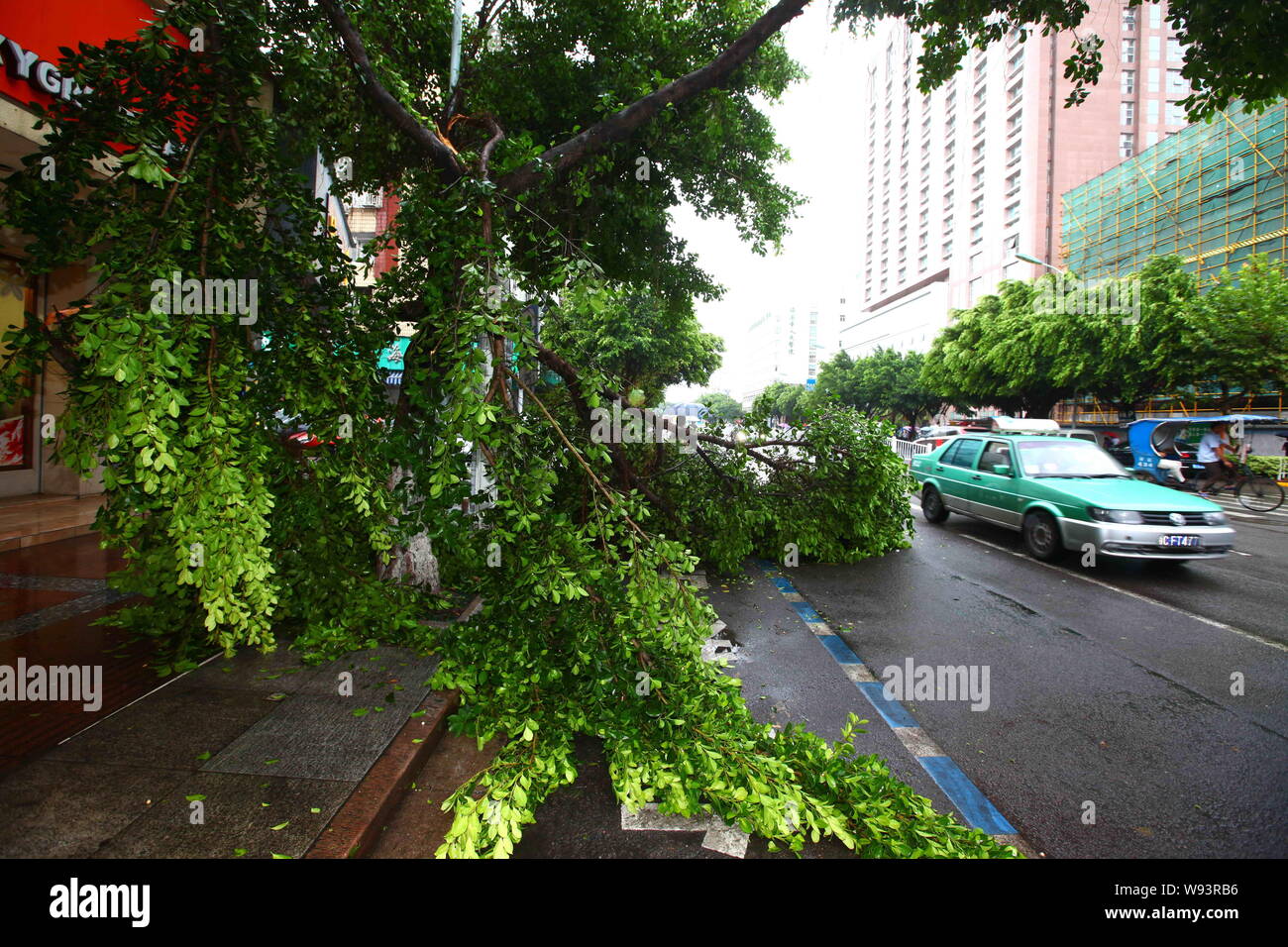 A car passes by tree branches broken by strong wind caused by Typhoon Trami in Ruian, Wenzhou city, east Chinas Zhejiang province, 22 August 2013.   S Stock Photo