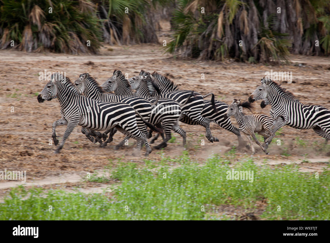 A dazzle of zebra, with a single foal running across a track, Selous Game Reserve, Tanaznia Stock Photo