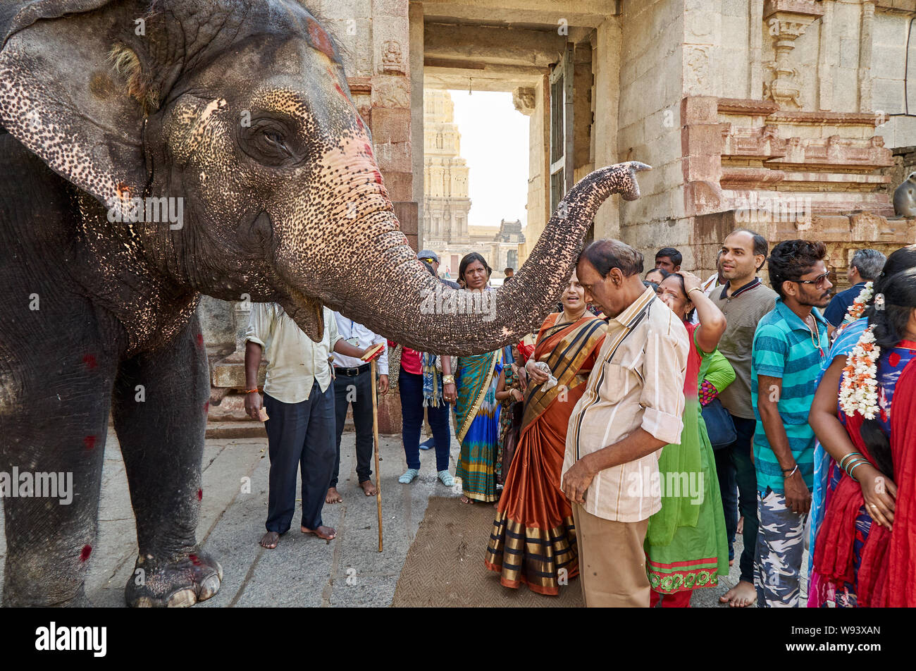 Indian Elephant bless pilgrim, Hampi Stock Photo