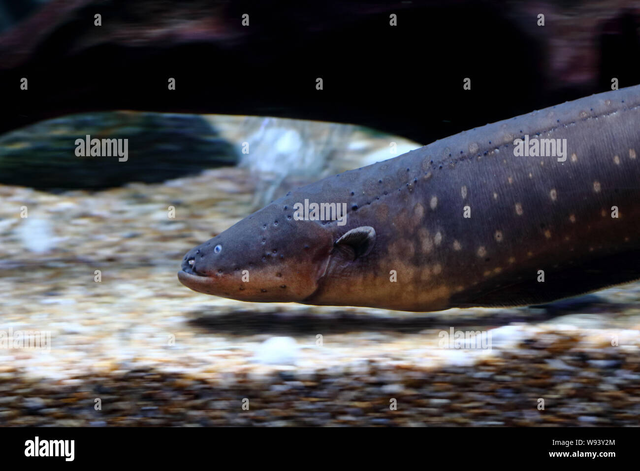 Electric eel (Electrophorus electricus) swimming in water tank Stock Photo