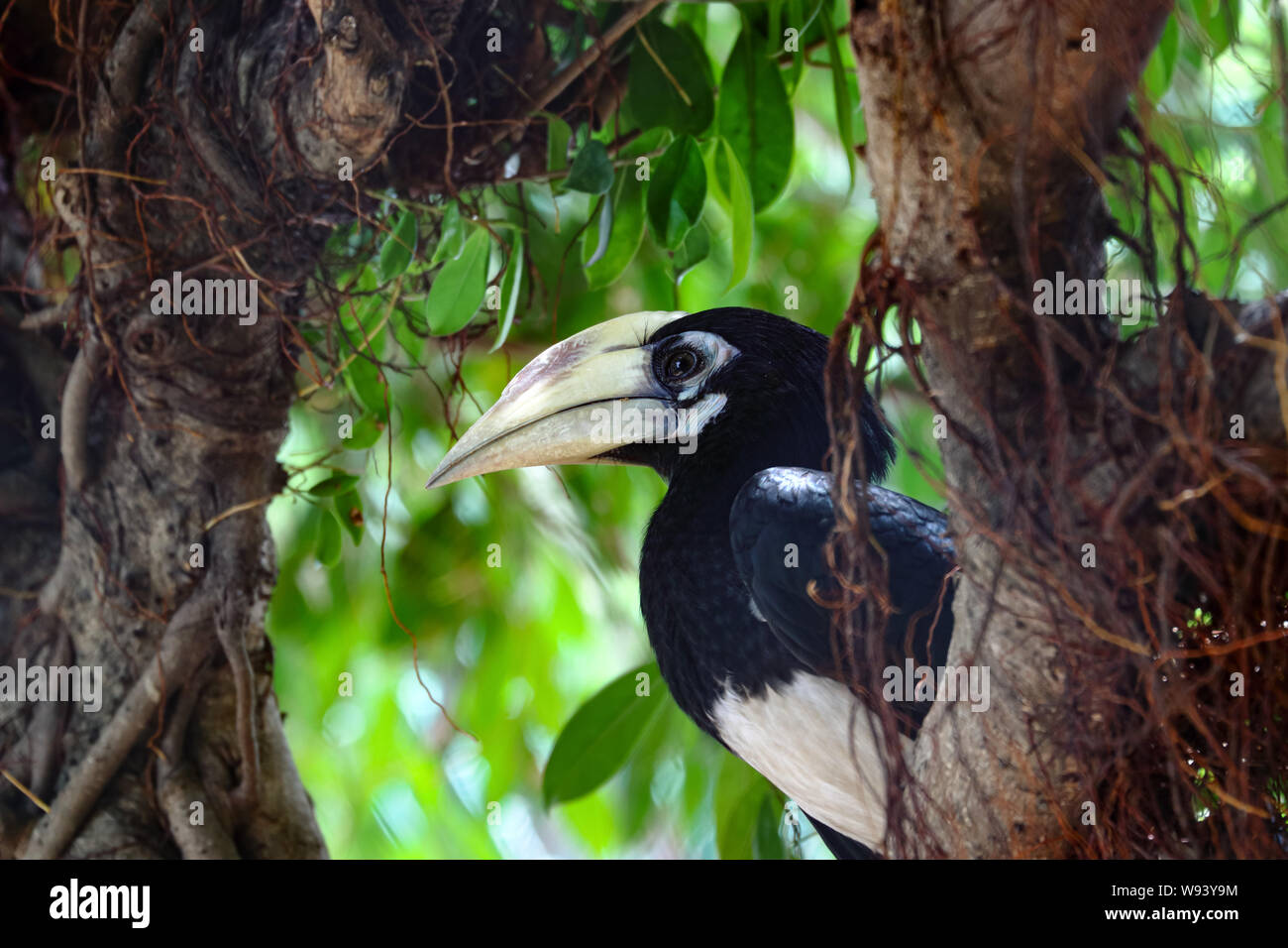 Oriental pied hornbill (Anthracoceros albirostris)(juvenile) on ficus tree,  found in the Indian Subcontinent and Southeast Asia Stock Photo