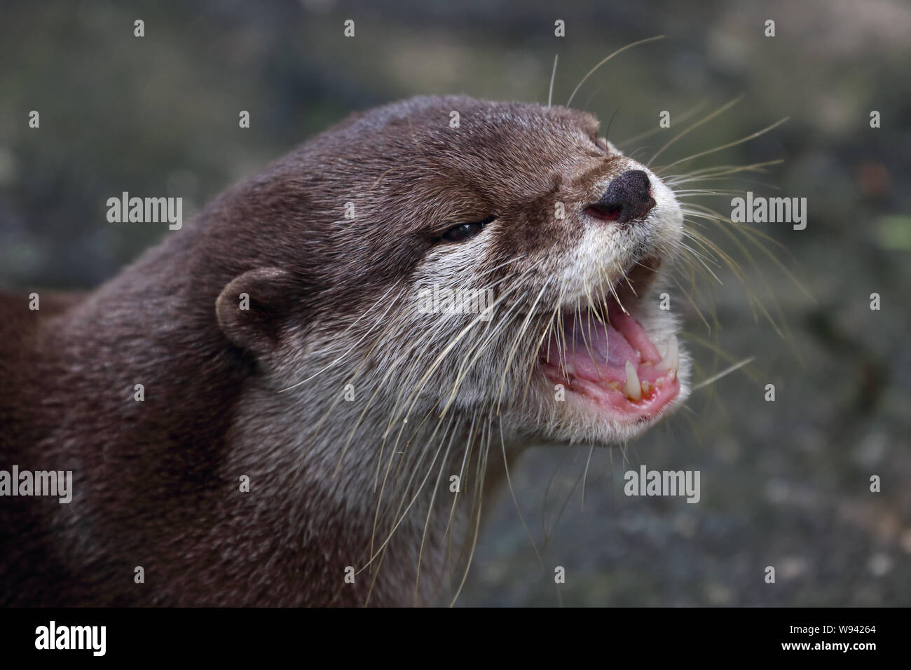 Asian /Oriental small-clawed otter (Aonyx/Amblonyx cinerea) portrait, native to South and Southeast Asia Stock Photo
