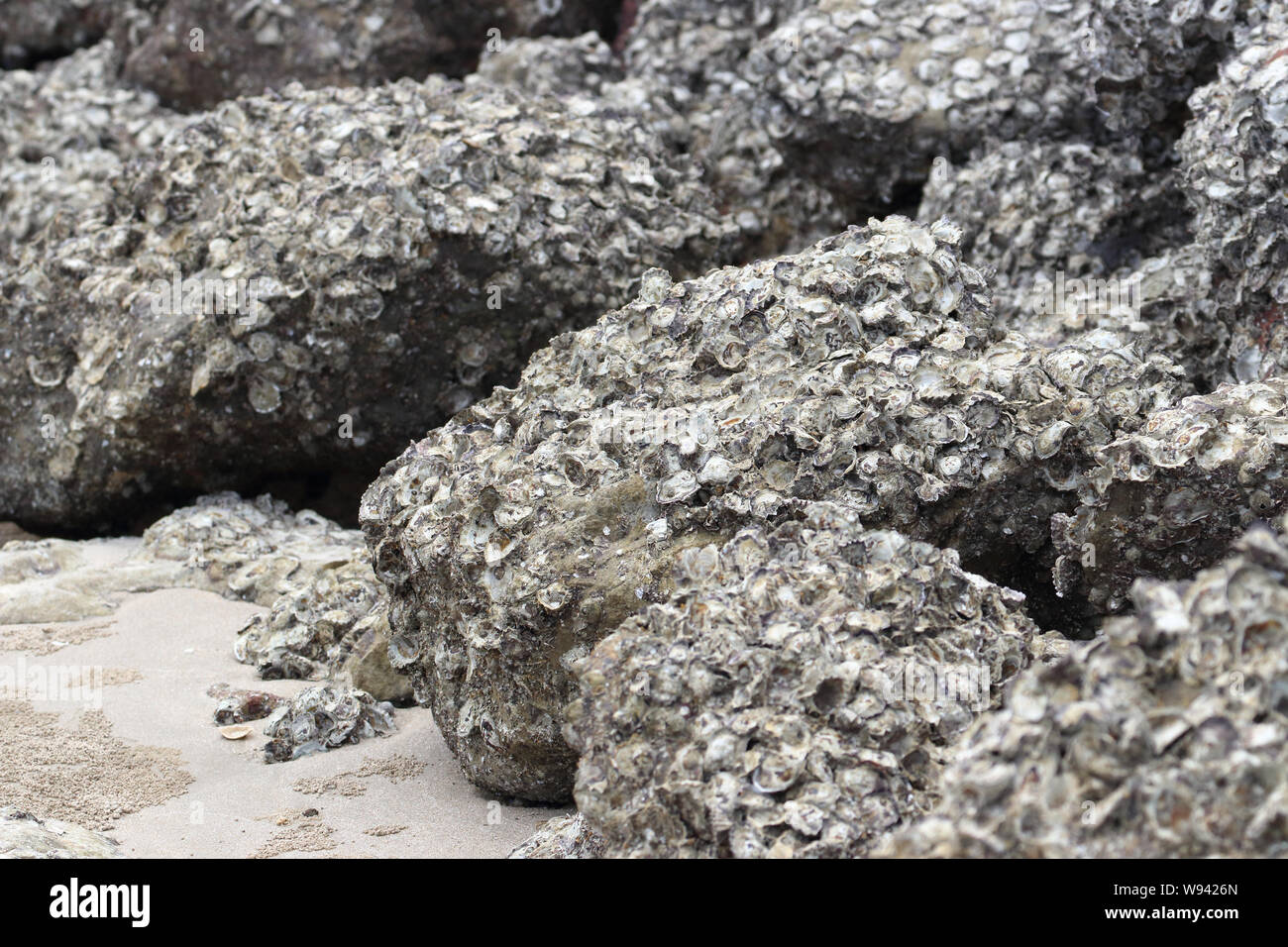 A lot of rock oyster grow on the rock near the sea beach Stock Photo