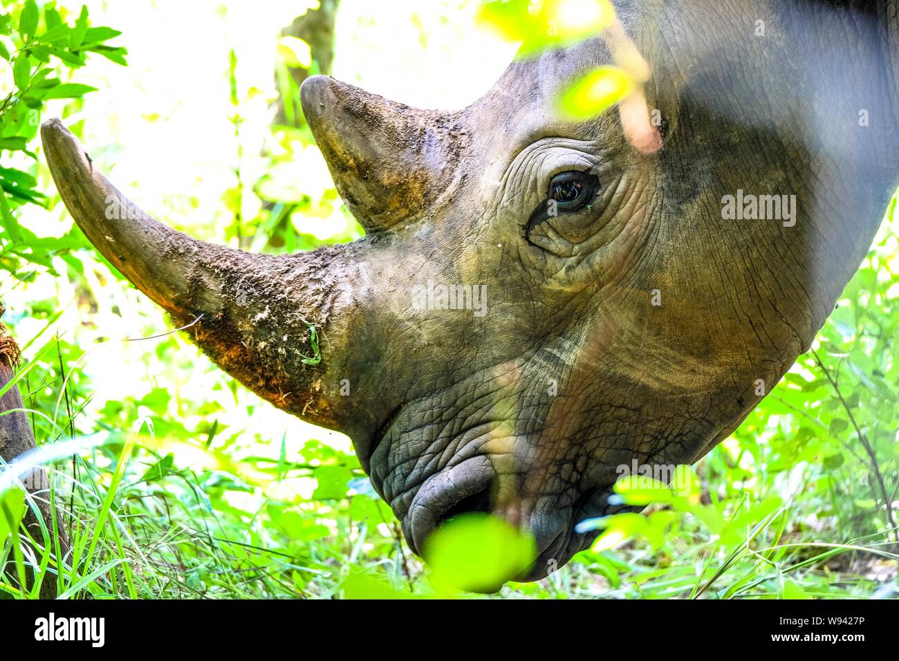 Closeup shot of a rhino's head near plants and a tree no a sunny day Stock Photo