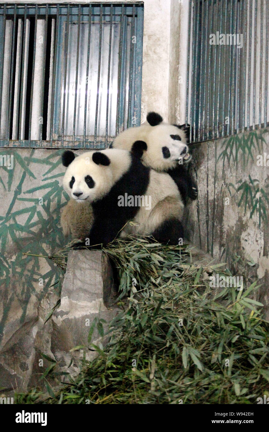 Twin Pandas Chengda And Chengxiao Are Pictured In The Panda Hall At