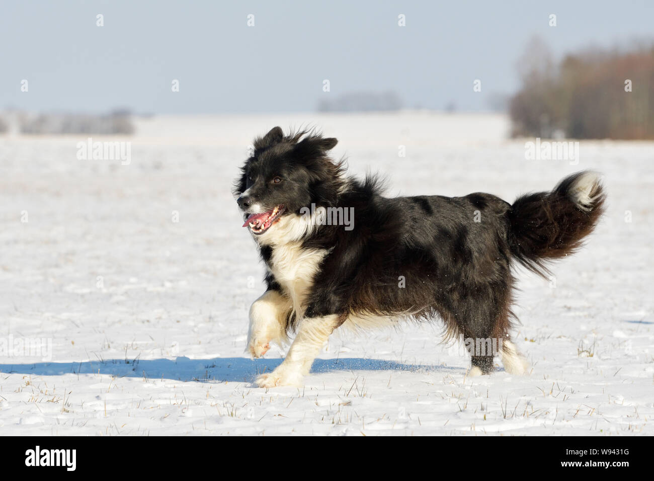 Dog border collie running hires stock photography and images Alamy