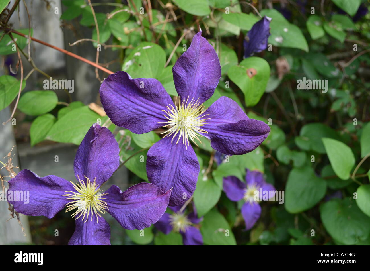 Summer in Nova Scotia Closeup of Purple Clematis Flowers Stock Photo