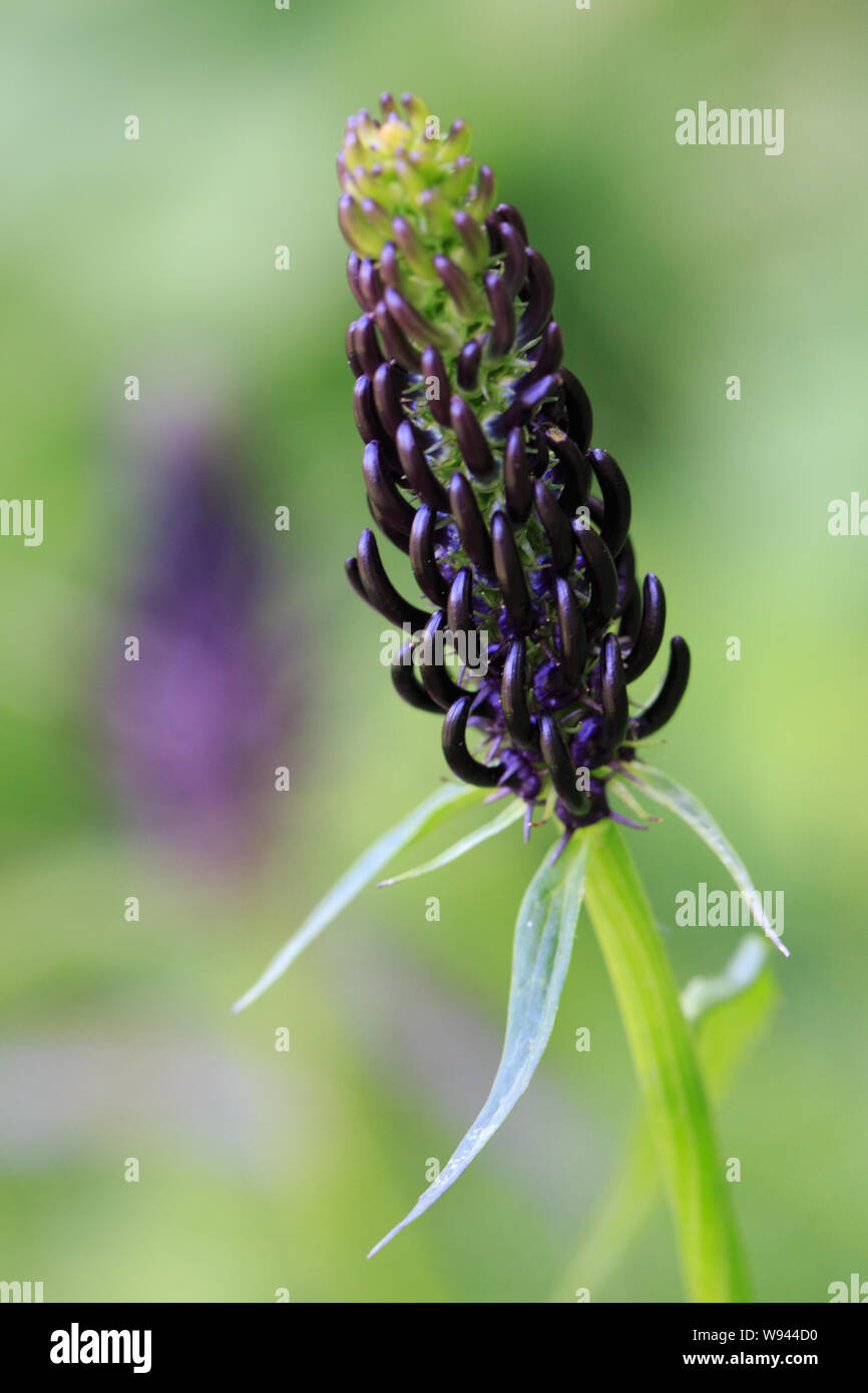 Dark Rampion or Phyteuma ovatum or Black Rampion plant with dark to blackish-violet flower shaped like ball of sharp spikes Stock Photo