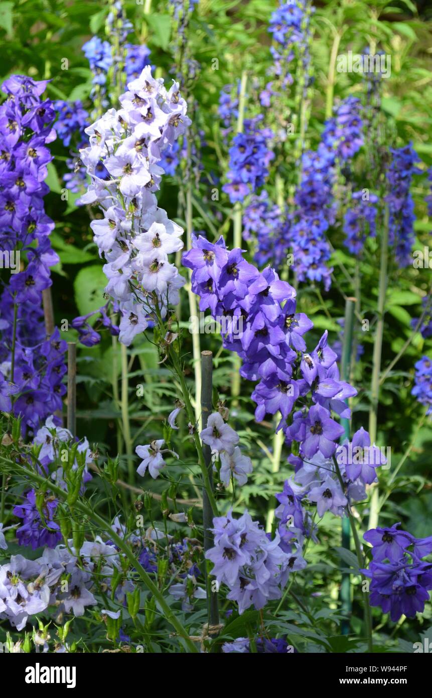 Summer in Nova Scotia Closeup of Delphinium (Larkspur) Flowers Stock