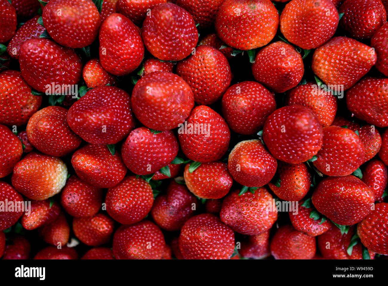 Colombian Strawberries, fresh harvested red ripe locally grown organic strawberries in a farmers produce market in Colombia, South America Stock Photo