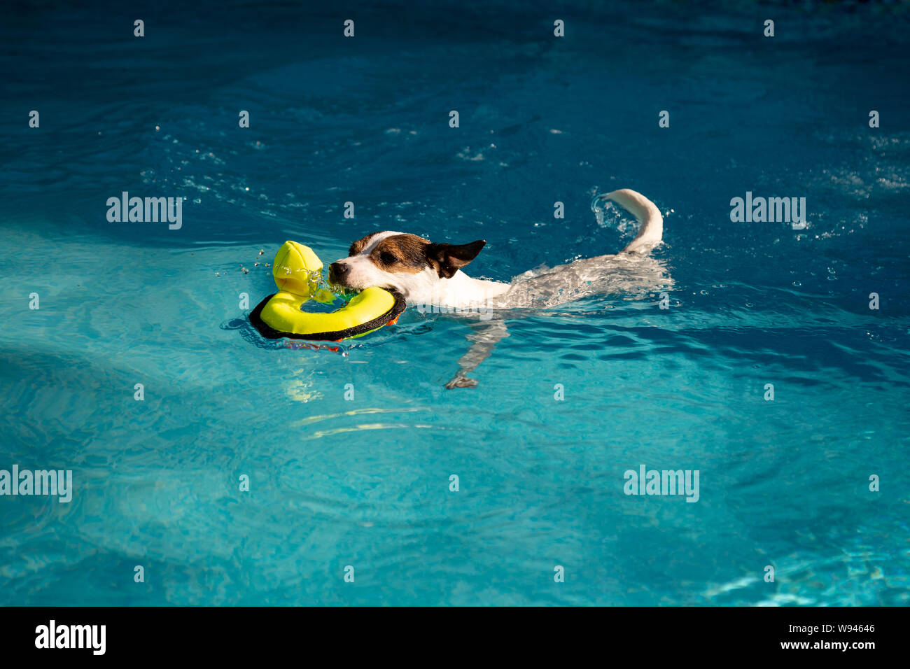 Playful dog swimming smoothly with yellow toy duck in mouth in a backyard swimming pool on a sunny day Stock Photo