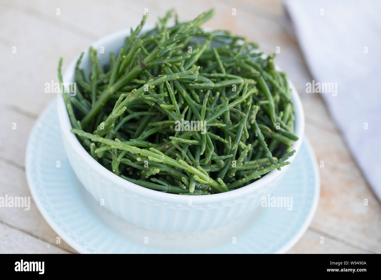 Queller-Salat, Quellersalat, Salat, Queller, Europäischer Queller, Salicornes, Meeresspargel, Glasschmalz, Salicornia europaea, Salicornia europaea ag Stock Photo