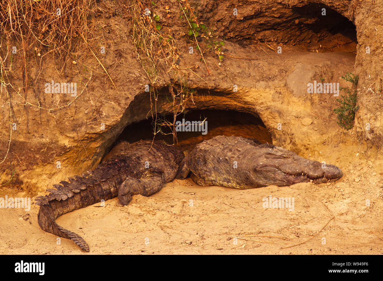 A pair of Crocodiles rest in the last rays of warming sunlight in front of the cave they will take shelter in from the intense heat. Katavi is famous Stock Photo