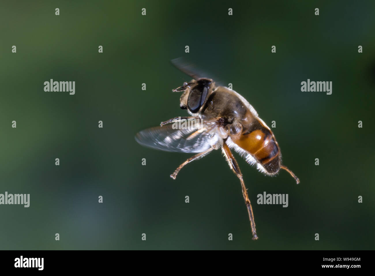 Große Bienenschwebfliege, Bienen-Schwebfliege, Mistbiene, Schlammfliege, Scheinbienen-Keilfleckschwebfliege, Männchen, Flug, fliegend, Eristalis tenax Stock Photo