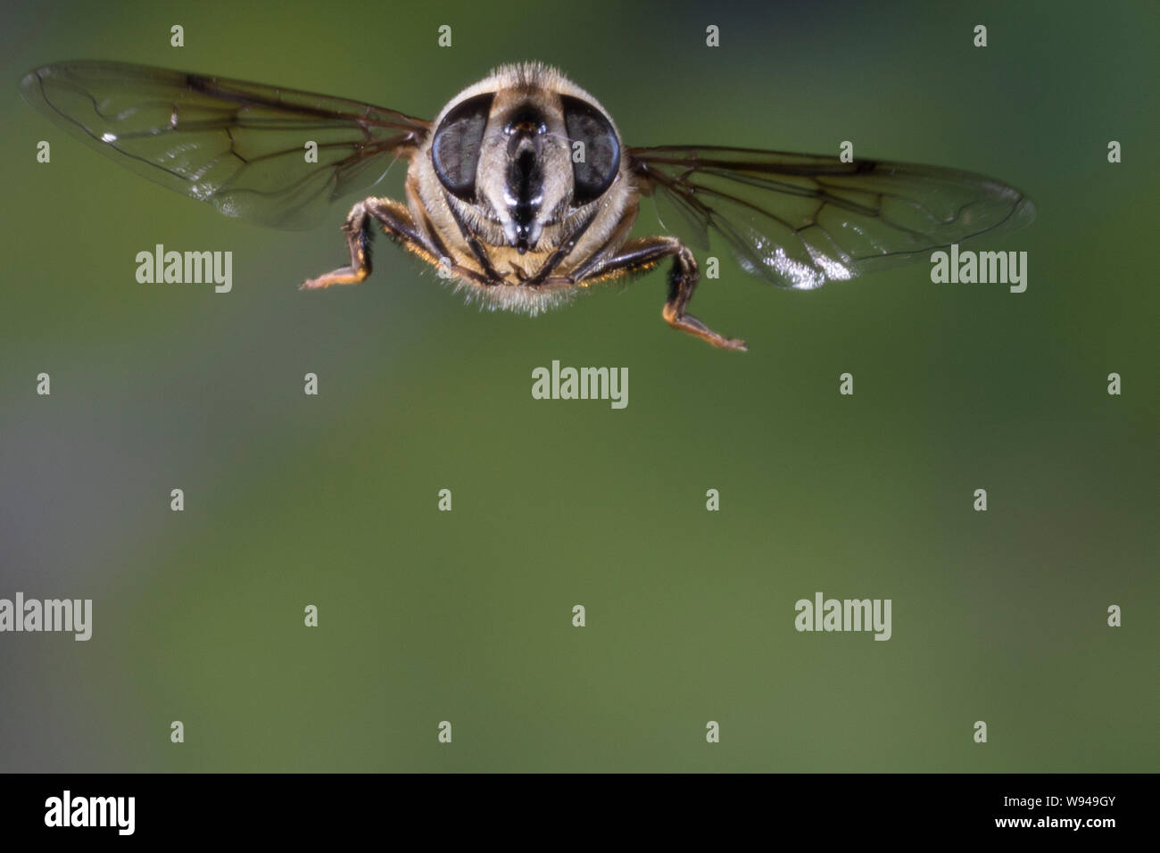 Große Bienenschwebfliege, Bienen-Schwebfliege, Mistbiene, Schlammfliege, Scheinbienen-Keilfleckschwebfliege, Weibchen, Flug, fliegend, Eristalis tenax Stock Photo