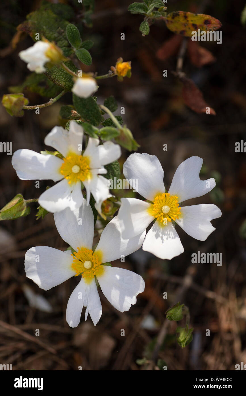 Wild white flowers macro Cistus salvifolius cistaceae fifty megapixels printables art Stock Photo