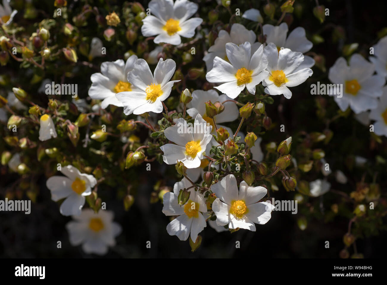 Wild white flowers macro Cistus salvifolius cistaceae fifty megapixels printables art Stock Photo