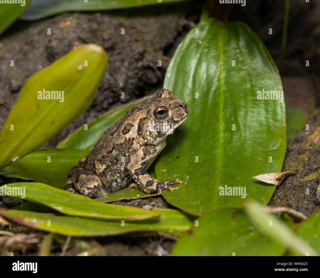 Closeup of Common Eastern American Toad sitting on green aquatic plant leaves at edge of pond Stock Photo