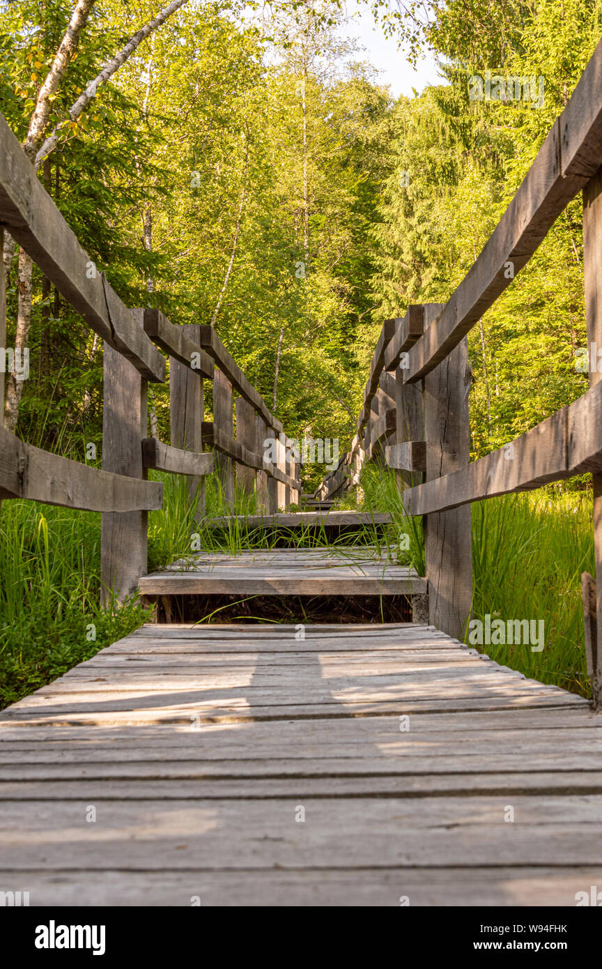 wooden footbridge through the swamp with bubbling lakes Stock Photo - Alamy