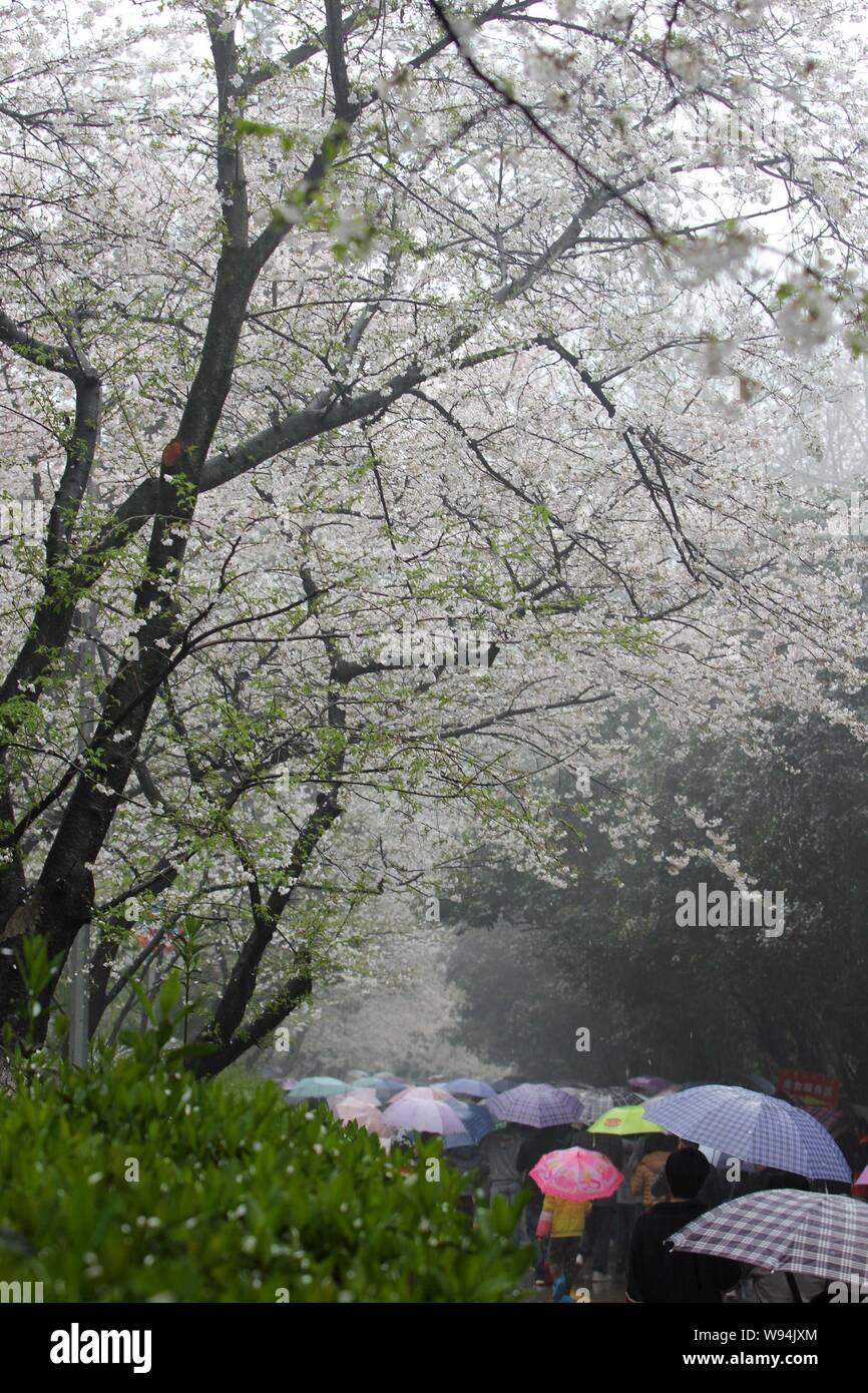 Despite cloudy and rainy weather thousands of people thronged to the campus of Wuhan University to enjoy the Sakura, 17 March 2013.   The cherry bloss Stock Photo