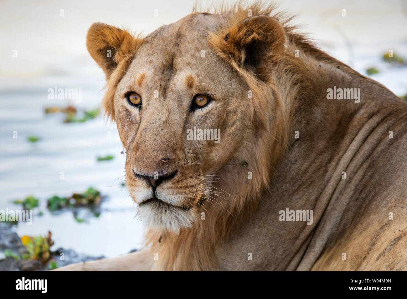 Lion resting in Zakouma National Park, Chad Stock Photo