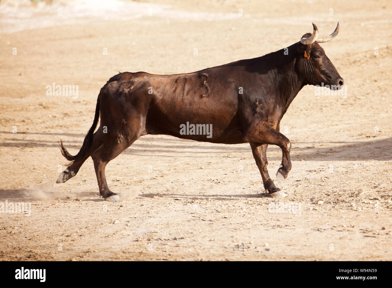 Bull in a Bull-Running arena Stock Photo - Alamy