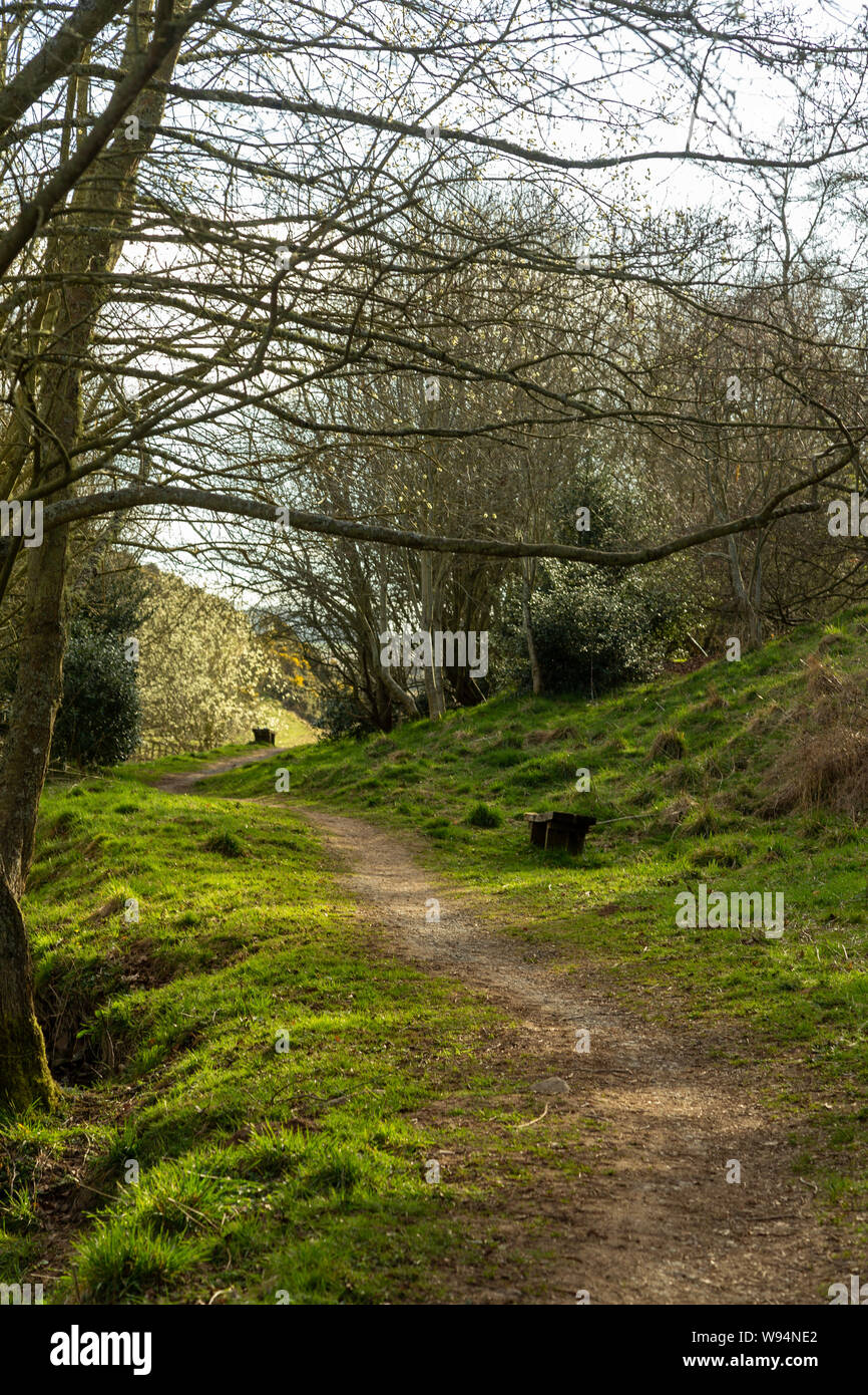 Spring season in Scotland, Lauder. Walkaway into silver tree forest. Stock Photo