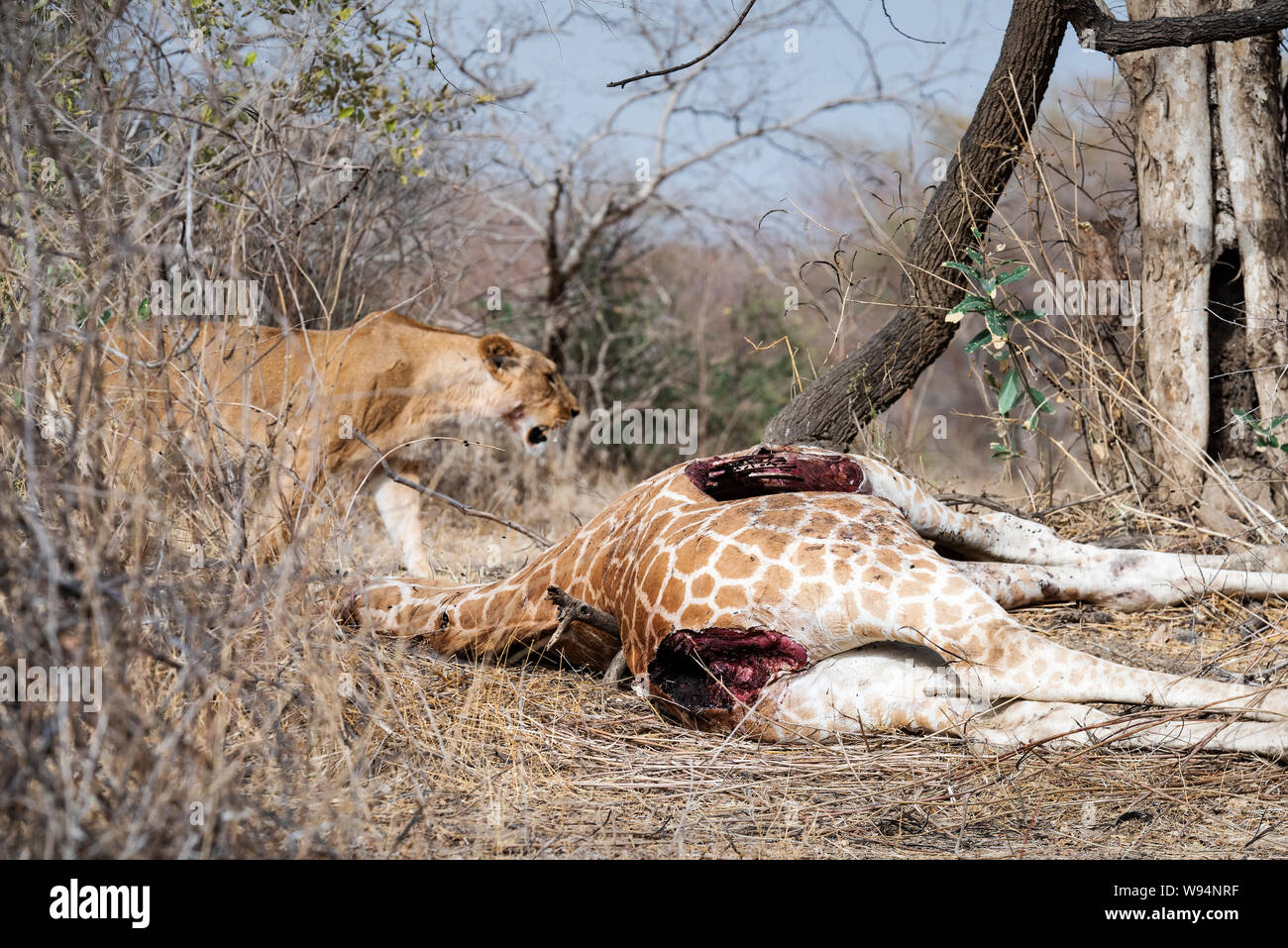 Lion and dead giraffe in Zakouma, Chad Stock Photo