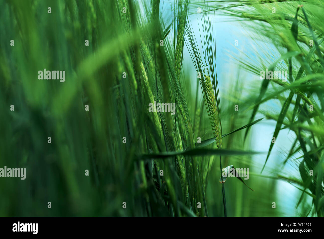 Barley (Hordeum vulgare) cereal crop ripening in agricultural field Stock Photo