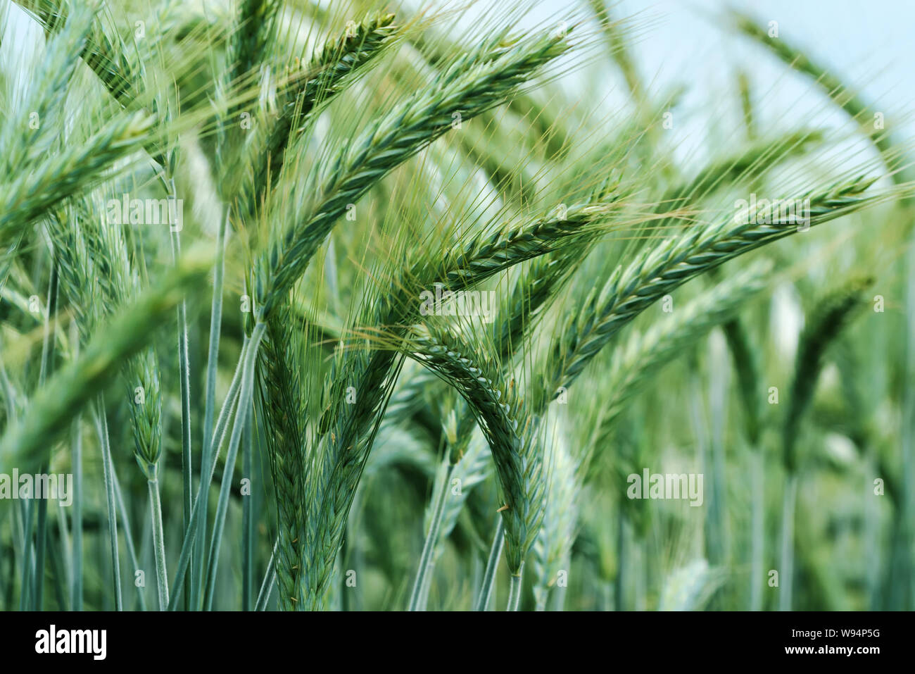 Close up of barley ears in field, green ripening cereal crops Stock Photo