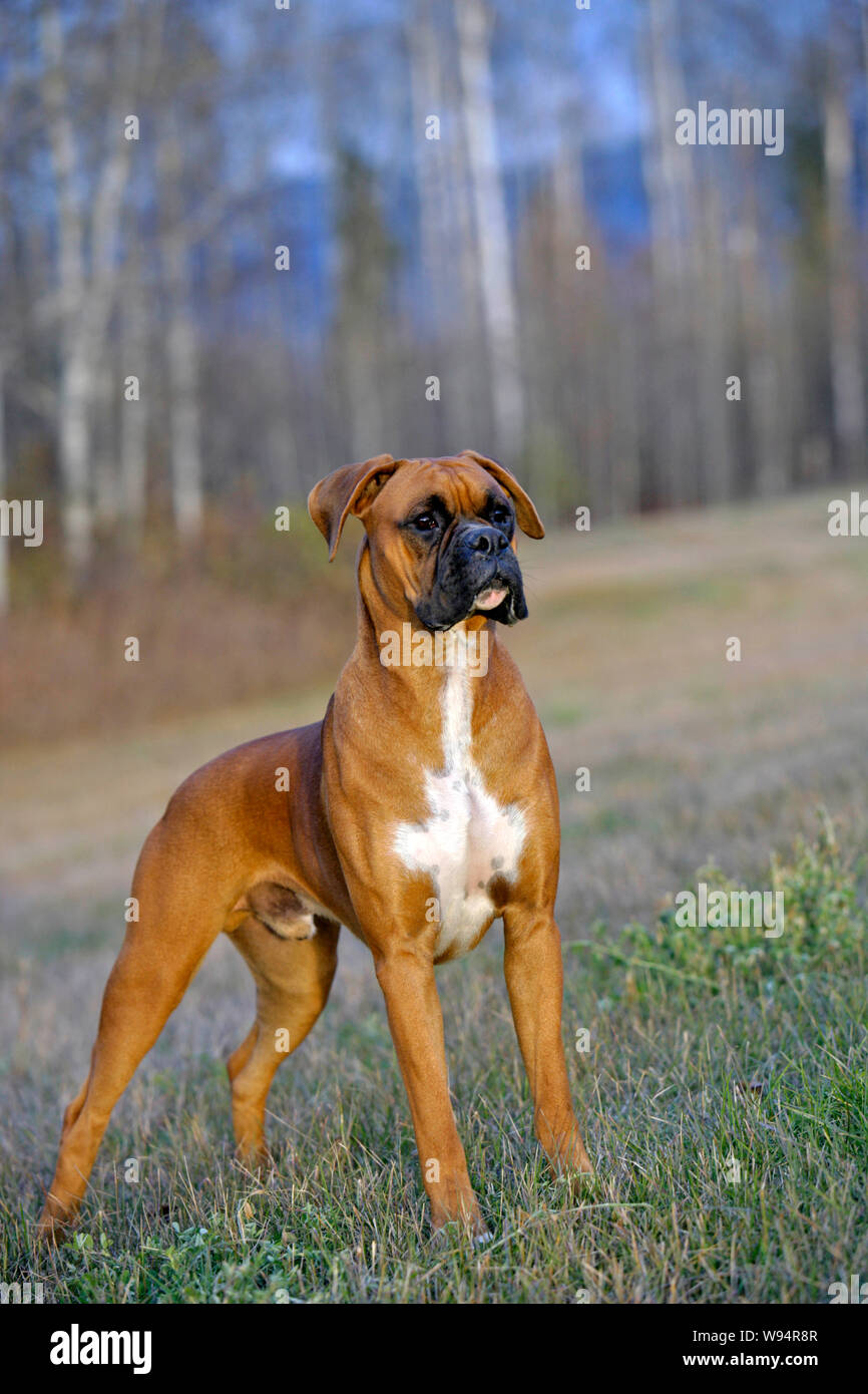 Beautiful German Boxer Dog standing in meadow, watching alert, portrait  Stock Photo - Alamy