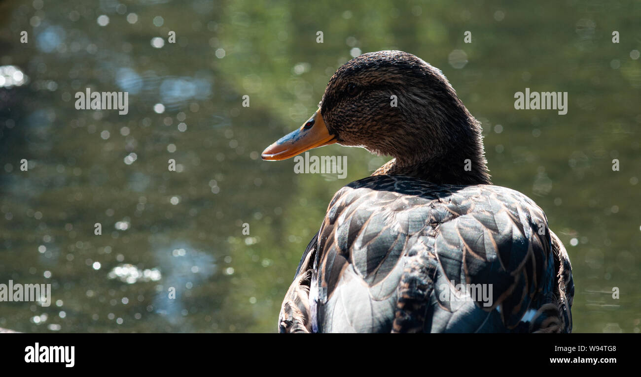 Eine Ente schaut nach links zur Seite. Im Hintergrund sieht man einen Teil, auf dem Lichtreflexionen glitzern Stock Photo