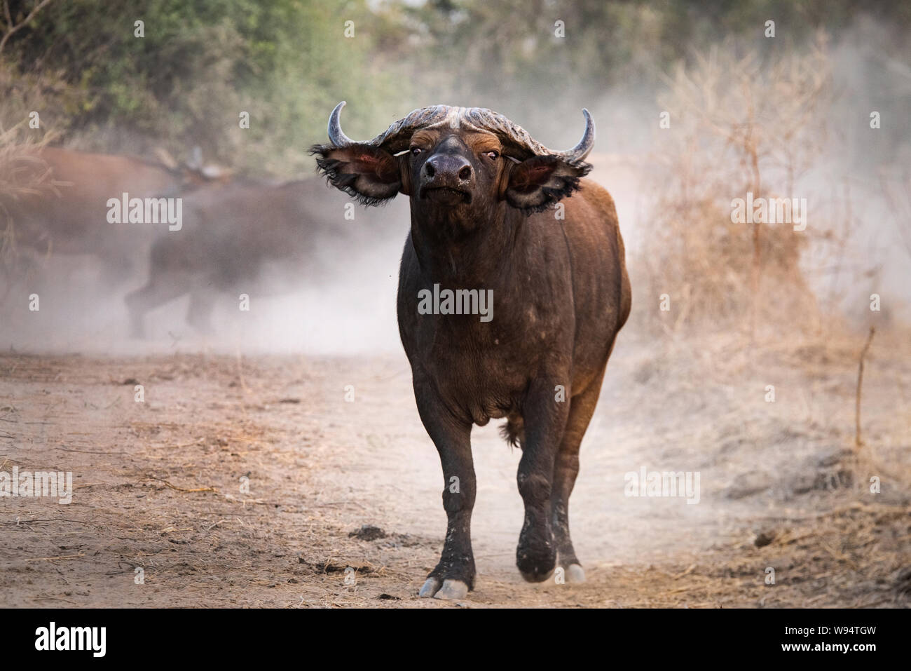 Buffalo protect herd in Zakouma, Chad Stock Photo Alamy