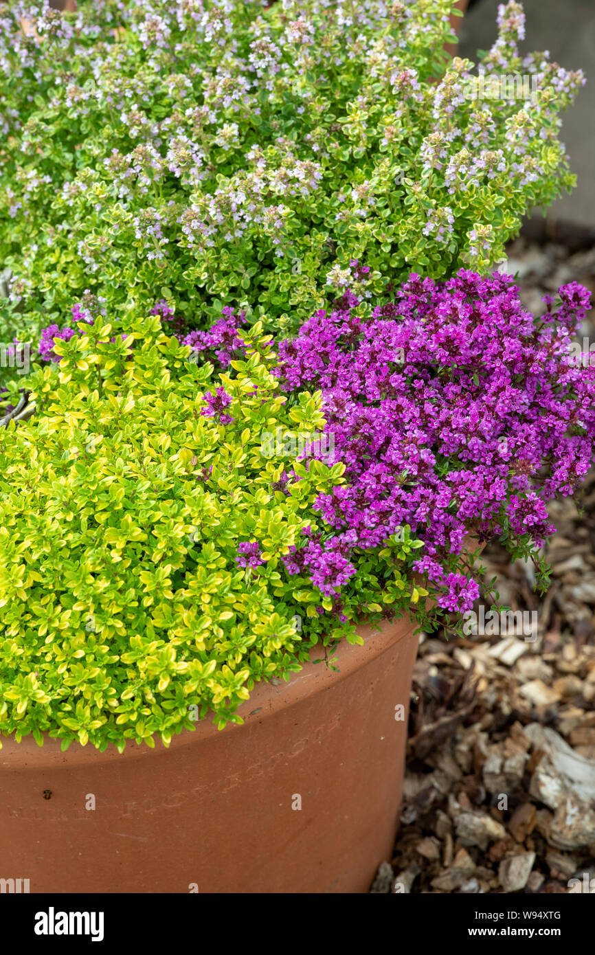 Thymus vulgaris. Varieties of thyme in a plant pot Stock Photo Alamy