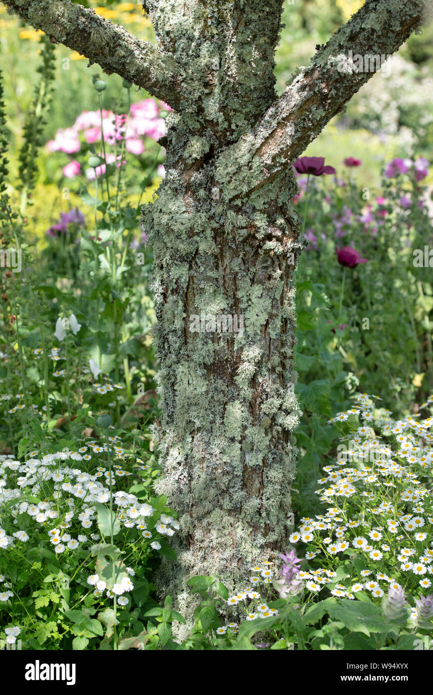 Tree covered in lichen in an english garden. Devon, England. Stock Photo