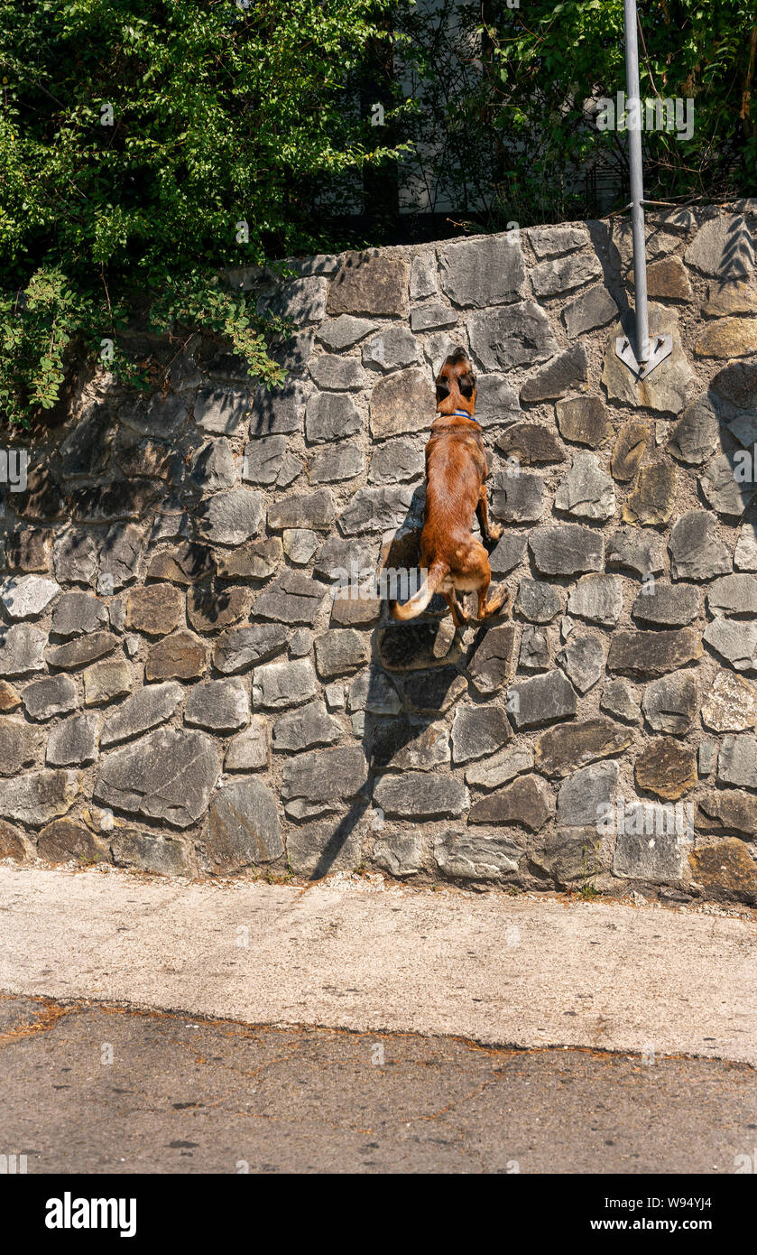 malinois jumping wall