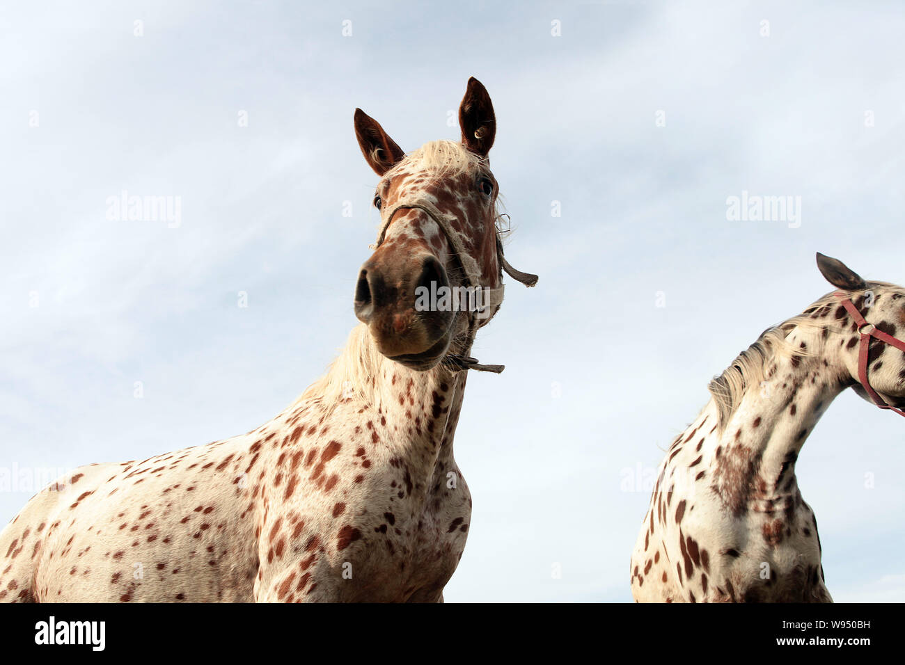 Horse Coat Pattern